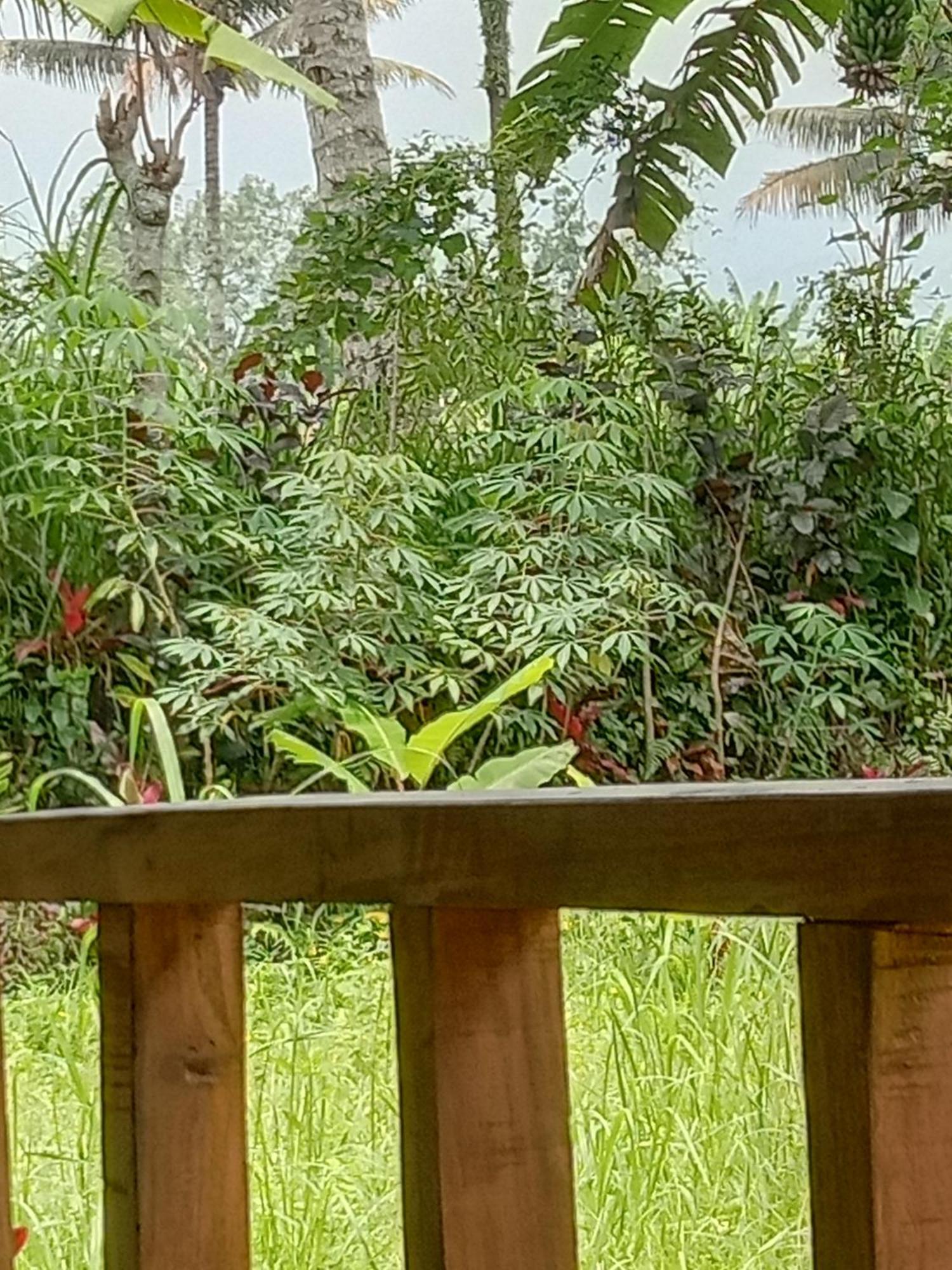 Banana Bungalows 테테바투 객실 사진