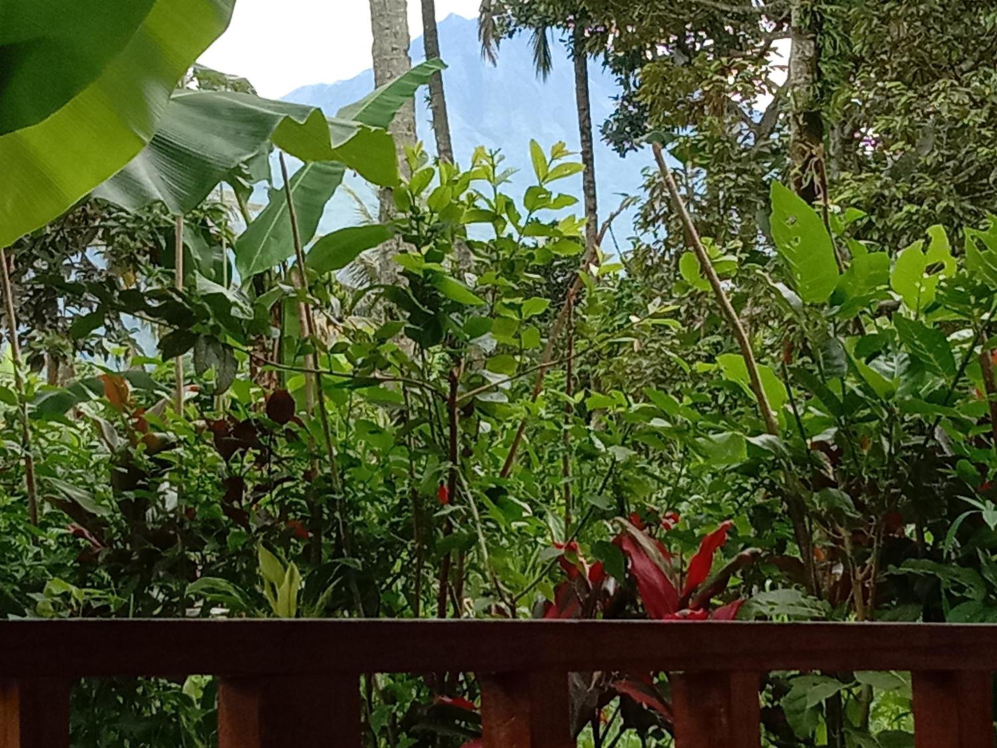 Banana Bungalows 테테바투 객실 사진